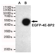 4E-BP2 / EIF4EBP2 Antibody