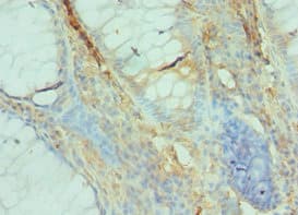 GFER Antibody (aa81-205)