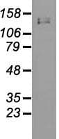 L1CAM Antibody (clone OTI1H3)