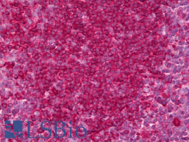 IHC-plus™ GPR35 Antibody