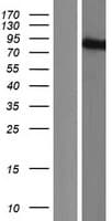 KAZN Protein (Over-Expression Lysate Myc-DDK (Flag))
