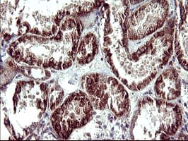 POLR3GL Antibody (clone OTI2F11, Carrier-free)