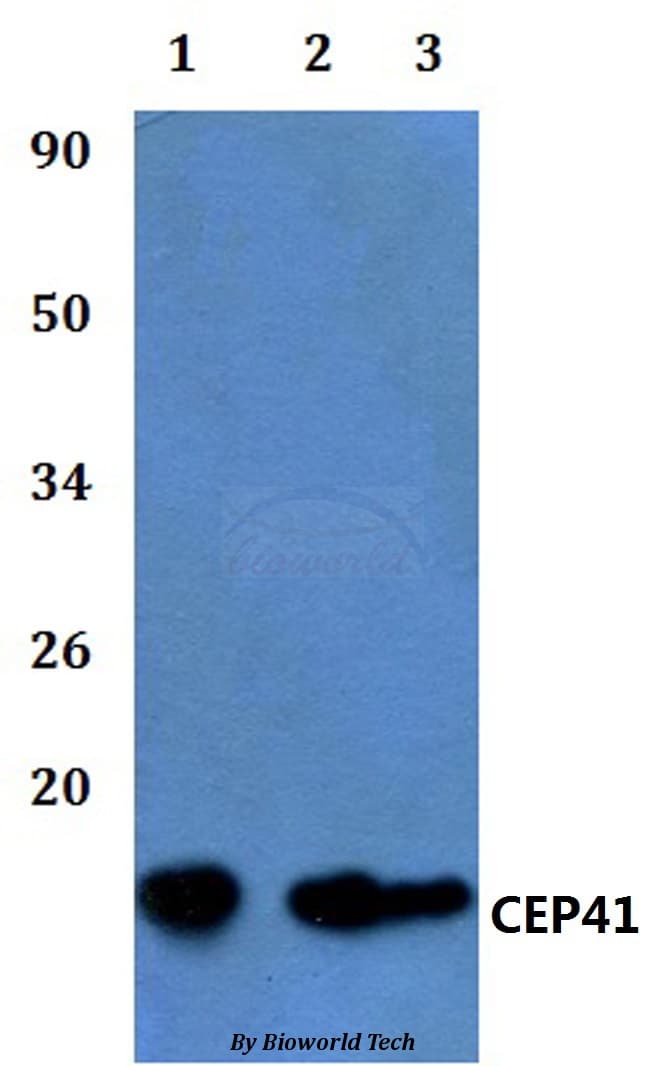 CEP41 / TSGA14 Antibody