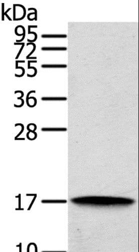 REG3A Antibody