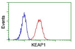 KEAP1 Antibody (clone OTI1B4, Carrier-free)