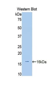 ADAMTS1 Antibody (aa855-968, Biotin)