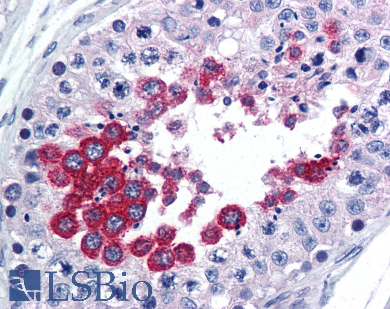 IHC-plus™ TAAR1 / TA1 Antibody (aa225-250)