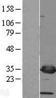 PSMF1 Protein (Over-Expression Lysate Myc-DDK (Flag))