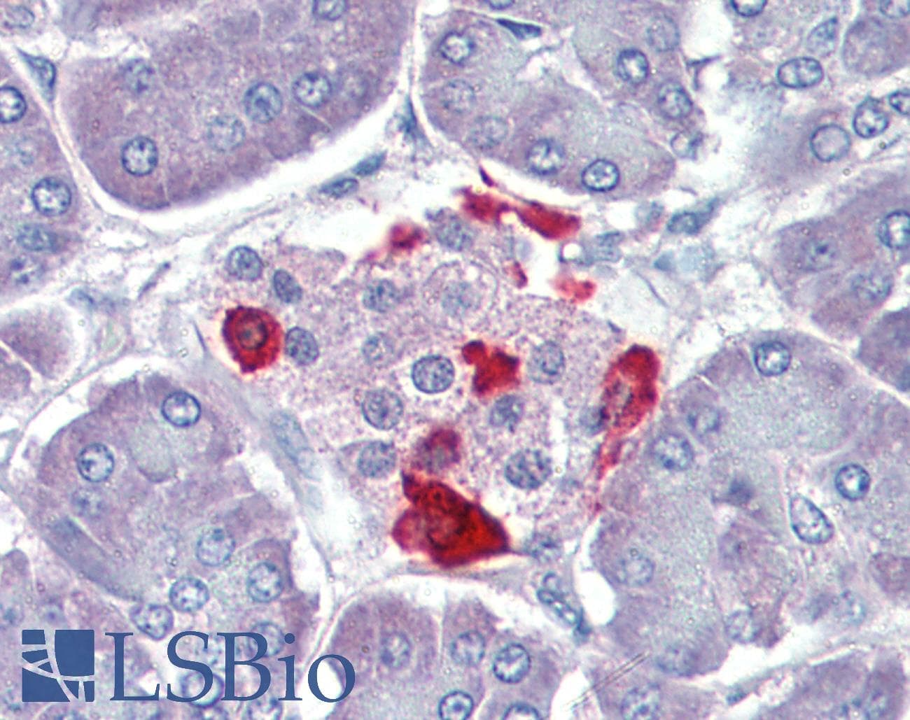 IHC-plus™ Polyclonal Rabbit anti-Rat GSK3B / GSK3 Beta Antibody (IHC, IF, WB)
