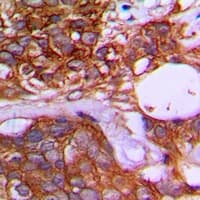 TRIM25 Antibody (Internal)