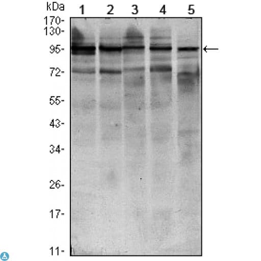 STAT6 Antibody