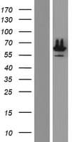 PTBP3 / ROD1 Protein (Over-Expression Lysate Myc-DDK (Flag))
