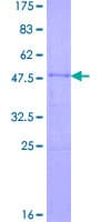 Human CCDC108 Protein (Recombinant GST)