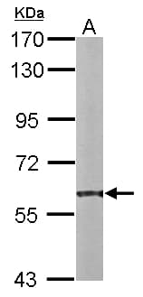 PDI / P4HB Antibody (aa23-227)