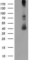 MAPRE2 / EB2 Antibody (clone OTI7A2)