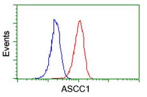 ASCC1 Antibody (clone OTI6G5)