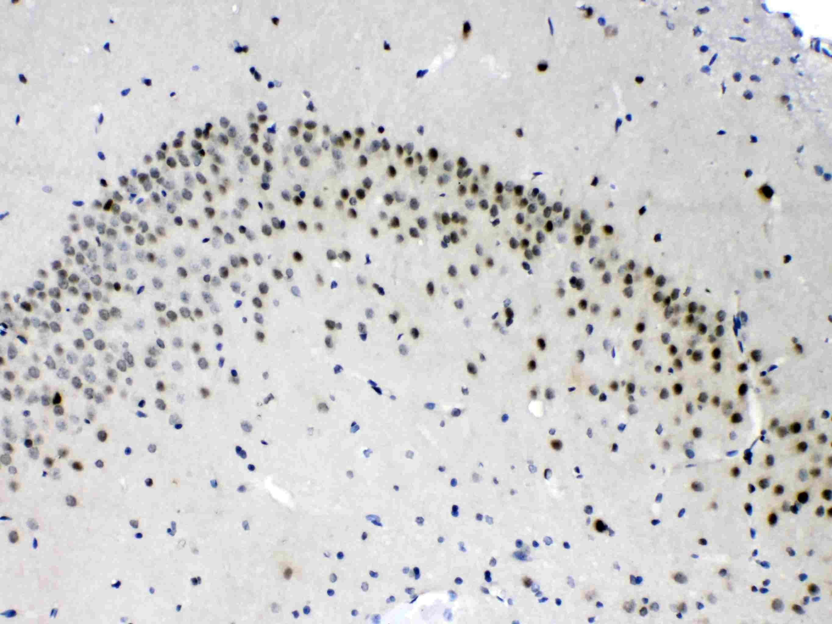 PSMA3 Antibody