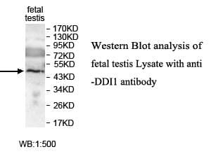 DDI1 Antibody (aa33-326)