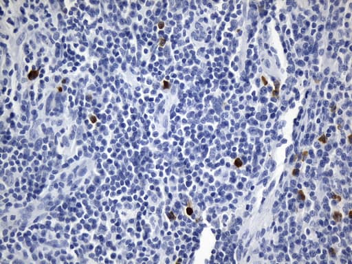 CD275 / B7-H2 / ICOS Ligand Antibody (clone UMAB254, Carrier-free)