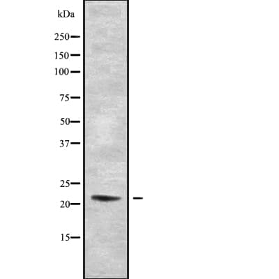 RLN2 / Relaxin 2 Antibody