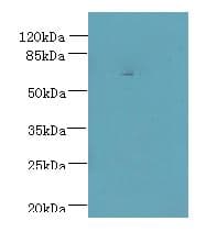 Polyclonal Rabbit anti-Human CEP76 Antibody (IHC, WB)