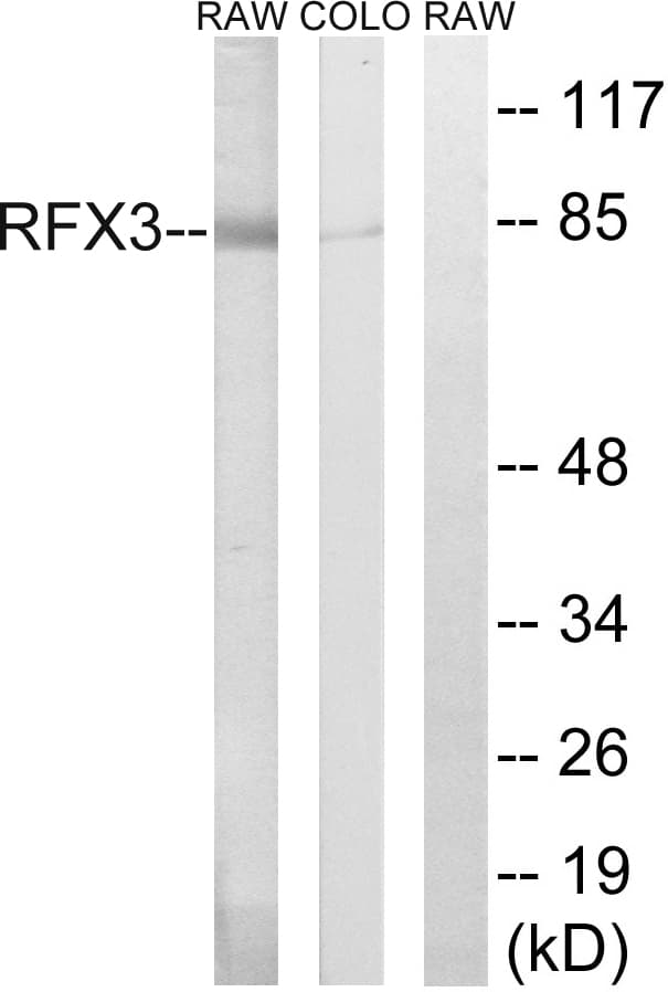 IHC-plus™ RFX3 Antibody (aa641-690)