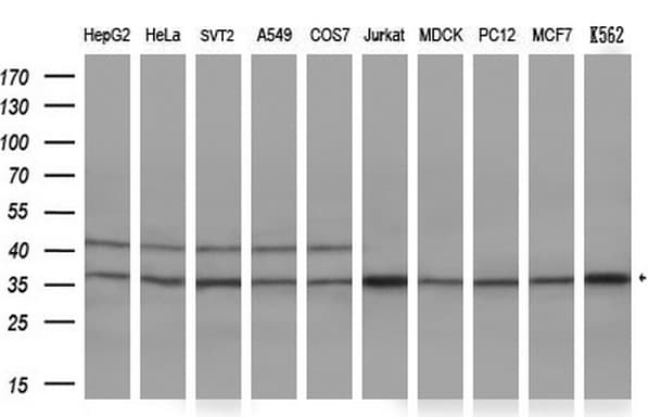 TFIIB Antibody (aa43-316, clone OTI2F5)
