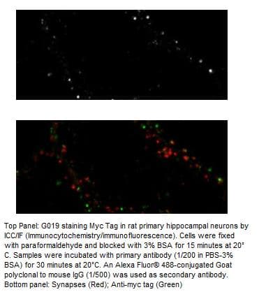 Myc Tag Antibody (aa410-419, clone Myc.A7)