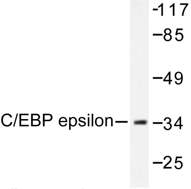 Polyclonal Rabbit anti-Human C/EBP Epsilon / CEBPE Antibody (Lys70, IHC, IF, WB)
