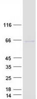 Human GRK7 / GPRK7 Protein (Recombinant Myc-DDK (Flag))