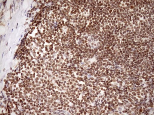 SYF2 / p29 Antibody (aa2-92, clone OTI6A5, Carrier-free)
