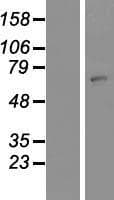 ZNF823 Protein (Over-Expression Lysate Myc-DDK (Flag))