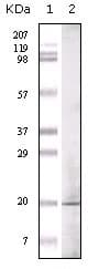 GLP1 / Glucagon-Like Peptide 1 Antibody (clone 1B7B4)