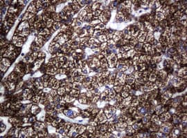HSPD1 / HSP60 Antibody (clone OTI4E4, Carrier-free)