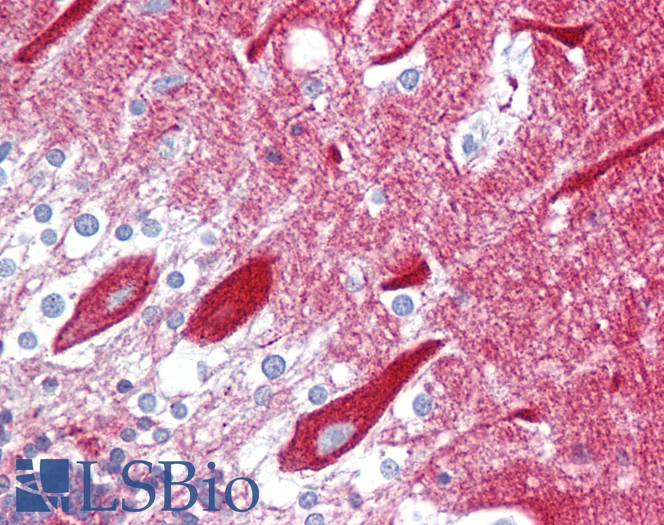 CPE / Carboxypeptidase E Antibody (aa36-85)