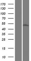 ACOT9 Protein (Over-Expression Lysate Myc-DDK (Flag))