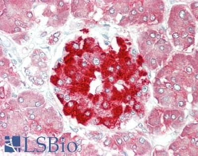 PHGDH Antibody (aa254-303)