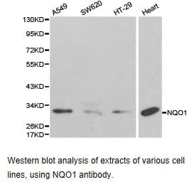 NQO1 Antibody