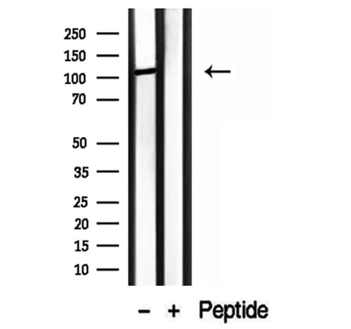 MMS19 Antibody