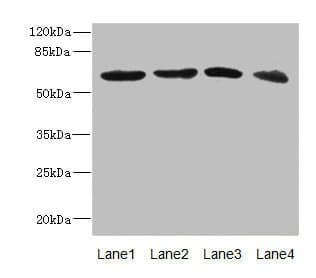 RGS14 Antibody
