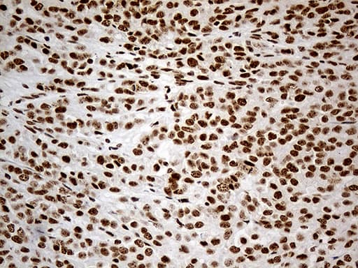 Monoclonal Mouse anti-Human DDX50 Antibody (clone OTI4F7, aa1-287, IHC, WB)