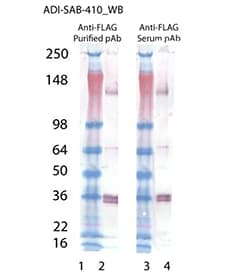 Polyclonal Rabbit DYKDDDDK Tag Antibody (WB)