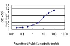 Monoclonal Mouse anti-Human CDC25C Antibody (clone 3B11, IHC, WB)