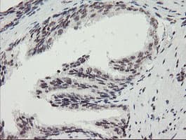 MLF2 Antibody (clone OTI1E3)