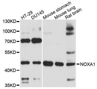 Polyclonal Rabbit anti-Human NOXA1 Antibody (WB)