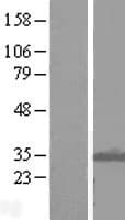 ABRI / ITM2B Protein (Over-Expression Lysate Myc-DDK (Flag))