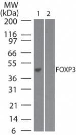 FOXP3 Antibody (N-Terminus, clone 3G3, Azide-free)