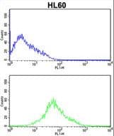 PRKRA / PACT Antibody (Ser246)
