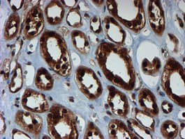 PSMA6 Antibody (clone OTI5H3)