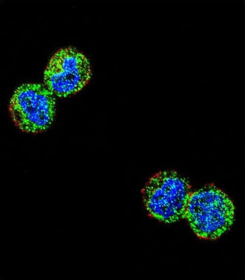 NFKBIL1 Antibody (aa256-285)